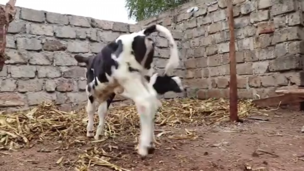 Calf Rearing Kiambu