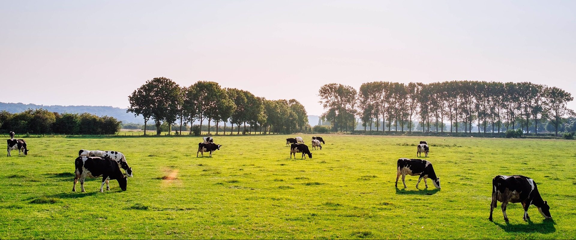 Dairy Farming